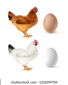 Vector realistic illustration of brown and white hen with eggs isolated on white background