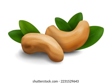 Vector realistic illustration of cashew nut with green leaves isolated on white background with shadow