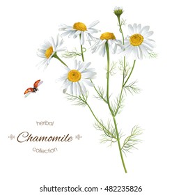 Vector realistic illustration of chamomile with ladybug. Isolated on white background. Design for herbal tea, natural cosmetics, health care products, aromatherapy, homeopathy. Healing herb