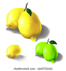 
Vector realistic illustration of citrus. Image of lemon and lime. Isolated objects.