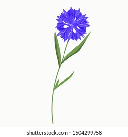 Vector realistic illustration of a Cornflower flower. Isolated on white field. For birthday, anniversary presents, gift cards, post cards. wedding invitations. Symbol of Germany, Sweden, Estonia