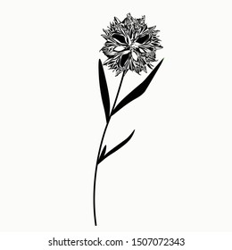Vector realistic illustration of a Cornflower flower. Isolated on white field. For birthday, anniversary presents, gift cards, post cards. wedding invitations. Symbol of Germany, Sweden, Estonia