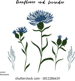Vector realistic illustration of a Cornflower flower. Isolated on white background. For birthday, anniversary presents, gift cards, postcards. wedding invitations. Symbol of Germany, Sweden and Estonia