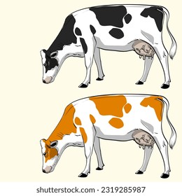 Vector realistic illustration of cow grazing side view of Holstein dairy cow breed in black and red versions isolated and ready for printing