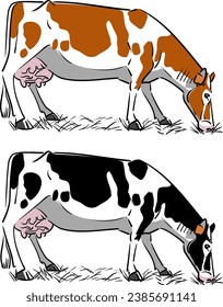 Vector realistic illustration of cow grazing side view of Holstein dairy cow breed in black and red versions isolated and ready for printing	