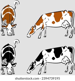 Vector realistic illustration of cow grazing side view and front view of Holstein dairy cow breed in black and red versions isolated and ready for printing