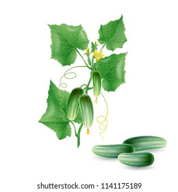 Vector realistic illustration of cucumber,  on a white  background. Design elements for invitations, announcements, advertising of wine, juice, cosmetics, health products, agricultural fairs.
