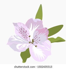Vector realistic illustration of a  flower alstroemeria. Isolated on white background. Typically used for birthday, anniversary presents, gift cards, post cards. birthday, wedding.