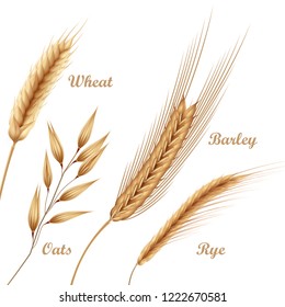 Vector realistic illustration of four agricultural crops, cereals icon set with wheat, oats, rye, barley in spikelets isolated on white background