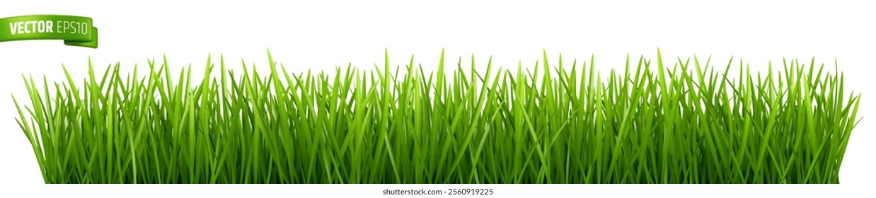 Vector realistic illustration of grass border on a white background.