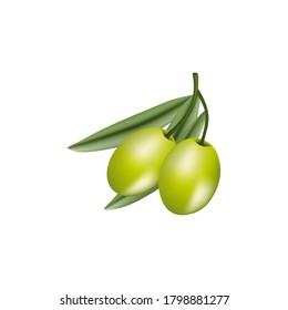 Ilustración vectorial realista de ramas verdes de aceitunas aisladas sobre fondo blanco. Diseño de aceite de oliva, cosméticos naturales, productos médicos.