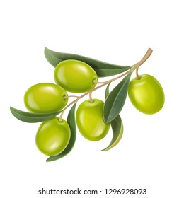 Vector realistic illustration of green olives branch isolated on white background.