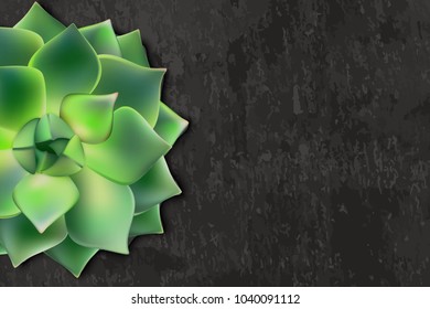Vector realistic illustration of green succulent Echeveria on black board slate background. Cactus flower top view. Horizontal banner template with copy space.