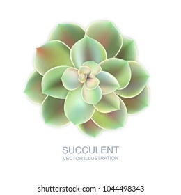 Vector realistic illustration of green succulent echeveria isolated on white background. Cactus flower top view.