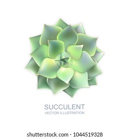 Vector realistic illustration of green succulent echeveria isolated on white background. Cactus flower top view