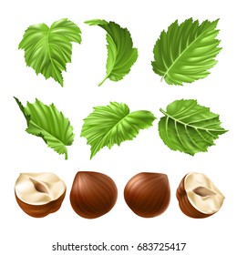 Vector realistic illustration of a hazelnut peeled whole, chopped into halves and green hazel leaves isolated on white. Print, template, design element for packaging