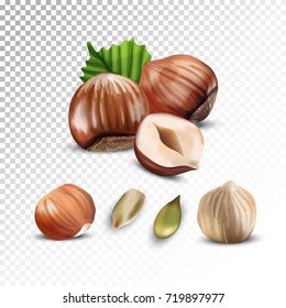 Vector realistic illustration of hazelnut and sunflower seeds. Colorful objects on a transparent background.