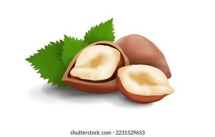 Vector. Realistic illustration of a hazelnut. Walnut in shell, half nuts and peeled walnuts and green hazel leaves in back. Isolated on white background