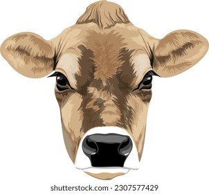 Vector realistic illustration of head of Jersey breed dairy cow without horns closeup front view ready for printing