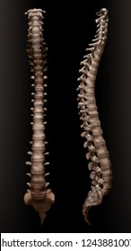 Vector realistic illustration of human vertebral column or spine, front and right side view isolated on black background