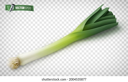 Vector realistic illustration of a leek on a transparent background