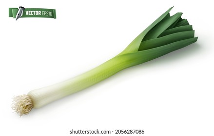 Vector realistic illustration of a leek on a white background.