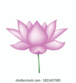Ilustración vectorial realista de la flor de loto aislada en fondo blanco.