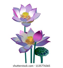 Vector realistic illustration of lotus flowers and buds isolated on white background..