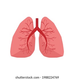 vector realistic illustration of lungs and trachea in pink