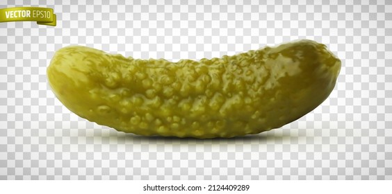 Vector realistic illustration of a marinated pickle on a transparent background.