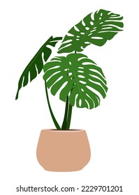 Vector realistic Illustration of Monstera Plant isolated on white background. Urban jungle, trendy home decor, indoor plant, tropical leaves in stylish modern pot.