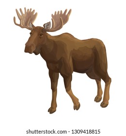 Vector realistic illustration moose isolated on white realistic style forest animal wild moose deer mammal herbivorous animal european animal wild animal moose brown horns 