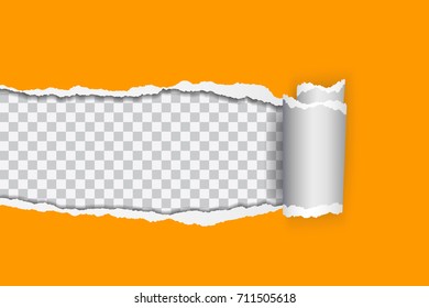 Vector realistic illustration of orange torn paper with rolled edge on transparent background with frame for text