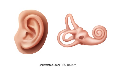 Vector realistic illustration of outer and inner ear with cochlea isolated on white background