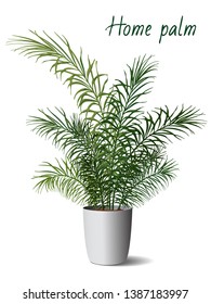 Vector realistic illustration of a palm tree in a pot. Isolated object for design on a white background.