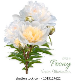 Vector realistic illustration of peonies branch isolated on white background. Flowers of white peony designed for wedding invitation, greeting card, cosmetic products, floral templates