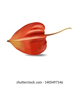 Vector realistic illustration of physalis berry. Chinese winter cherry for culinary. Healthy and organic sweet plants, gourmet dessert. Colorful  isolated fruits on white background.