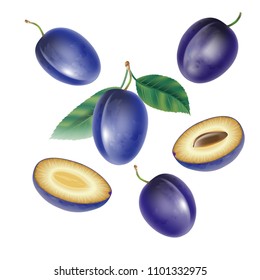 Vector realistic illustration of plam,  isolated on a lighte  background. Design elements for invitations, announcements, advertising of wine, juice, cosmetics, health products, agricultural fairs.