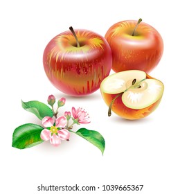 Vector realistic  illustration of a red apple with a branch of blossoming apple trees  on the white background.  Design for juice, tea,  cosmetics, menu, healthcare products. 