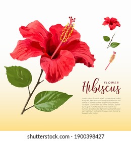 Ilustración vectorial realista de la flor de hibisco rojo con hojas. Elemento de diseño para textiles, cosméticos, perfumes, productos de belleza. Vector de flores de hibisco dibujado a mano.
