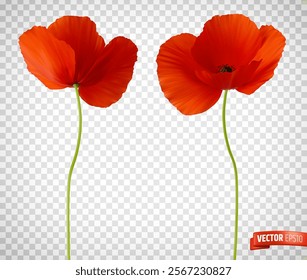 Vector realistic illustration of red poppies on a transparent background.