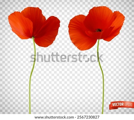 Vector realistic illustration of red poppies on a transparent background.