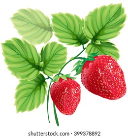 Vector realistic illustration of red ripe strawberries with green leaves.
