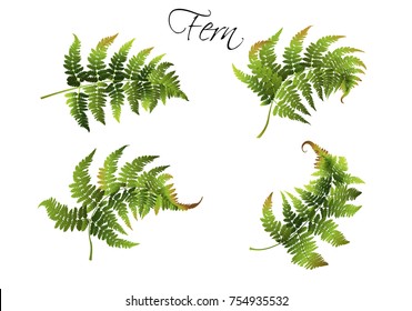 Vector realistic illustration set of fern isolated on white background. Botanical element for tropical or forest design project. Highly detailed colorful plant collection.