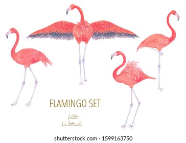 Vector realistic illustration set of pink flamingo bird . 