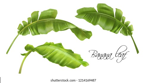 Vector realistic illustration set of tropical banana leaves isolated on white. Exotic botanical design element for cosmetics, spa, perfume, fashion. Can be used as hawaiian style design element 