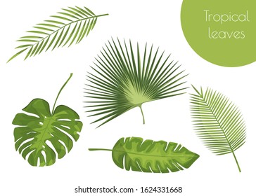 Vector realistic illustration set of tropical leaves isolated on white background.