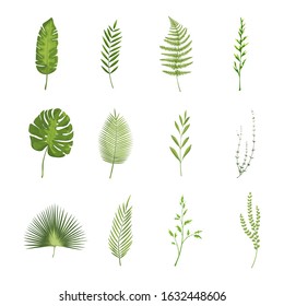 Vector realistic illustration set of tropical leaves and flowers isolated on white background.