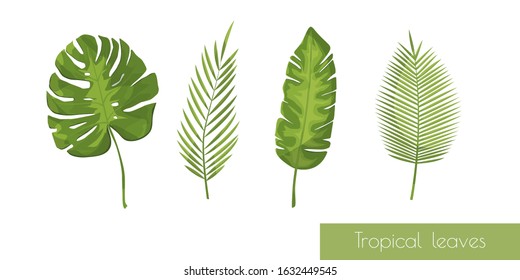 Vector realistic illustration set of tropical leaves isolated on white background.