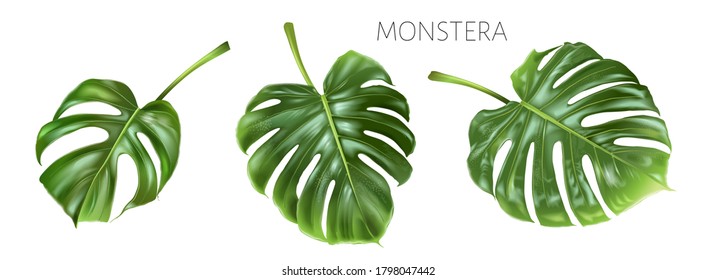 Vector realistic illustration set of tropical monstera leaves isolated on white background. Exotic botanical design element for cosmetics, spa, fashion. Can be used as hawaiian textile design element
